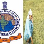 महाराष्ट्र में बेमौसम बारिश से फसलों को नुकसान